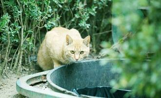 When the cat eats, it comes to see if anyone comes next photo