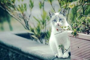 The cat is standing on the edge of the tub of flowers and looking at someone photo