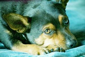 el perro ladra a el pensamiento foto