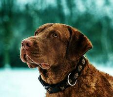 el perro vive en el bosque de nieve. el perro mira muy hermosa foto