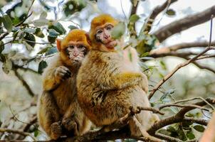 2 de el bosque tener un bueno hora juntos y sentar en el árbol foto