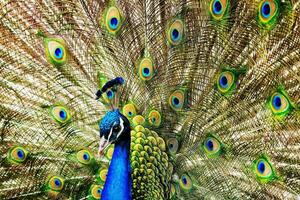 The peacock looks very beautiful photo