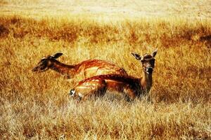 2 deer sat together and ate the tree, now they are tired photo