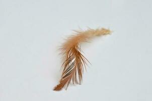 bird feathers isolated at white background photo