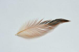 bird feathers isolated at white background photo