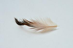 bird feathers isolated at white background photo