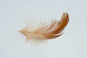 bird feathers isolated at white background photo