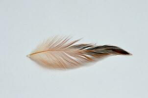 bird feathers isolated at white background photo