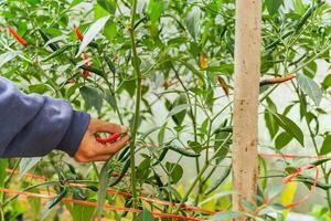 agricultores mano cosecha maduro pequeño rojo chile en orgánico vegetal jardín. foto