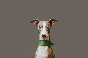 Portrait greyhound dog pet looking at camera Isolated on grey background. photo