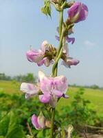 jacinto frijol, belleza flor, belleza naturaleza foto
