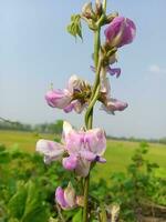 Hyacinth bean, beauty flower, beauty nature photo