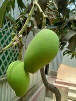 Mango, delicious food, ripe mango, natural food photo