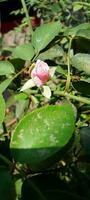 Garden Roses, wallpaper, beauty flower photo