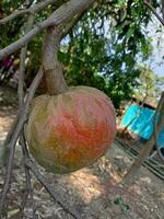 Custard apple, sugar apple, wallpaper photo