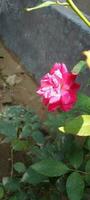 jardín rosas, fondo de pantalla, belleza flor foto