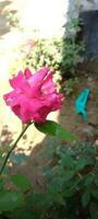 jardín rosas, fondo de pantalla, belleza flor foto