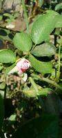 Garden Roses, wallpaper, beauty flower photo