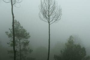 foggy forest landscape.  spooky mountain forest nature themed background with fog mood. photo