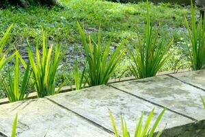 concrete path in the garden and surrounded with green ornamental plants.  concrete footpath.  garden decoration in spring photo