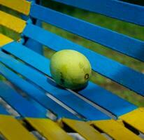 close-up shot of a mango fruit against a blue metal background photo