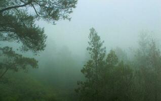 foggy forest landscape.  spooky mountain forest nature themed background with fog mood. photo