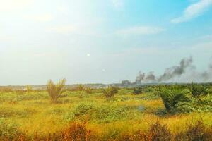 ver de petróleo palma plantación. fumar desde ardiente petróleo palma campos en verano foto