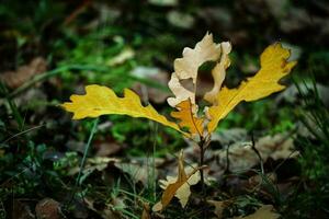 Beautiful autumn background with tiny oak tree growing in the sunbeams in the autumn forest on moss photo