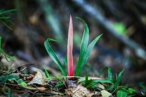 Green oblong green grass leaves with one red in the center standing on a hill as if dancing photo