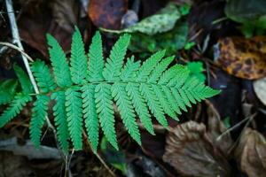 Bright green fern leaf lying on dry fallen leaves various leaves carpet on background photo