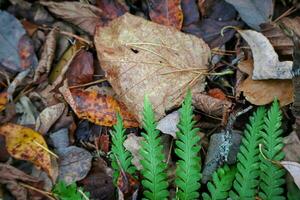 Bright green fern leaf part lying on dry fallen various leaves background photo