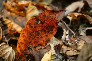 Oblong dark orange ash leaf with spots and holes standing on brown fallen leaves carpet on forest ground photo