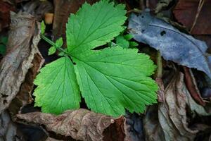 grande verde avens hoja en marrón seco frondoso antecedentes de el bosque suelo foto