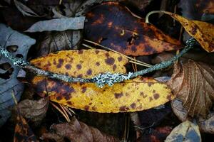 Small tree branch with gray moss lying on yellow autumn leaf with brown spots on forest ground with brown dry leaves photo
