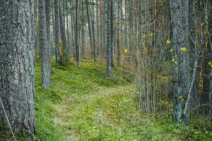 Forest path with green grass and gray tree trunks in autumn season photo