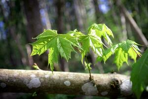 Young maple leaves growing on fallen tree trunk with white spots showing how strong trees are in the woods photo