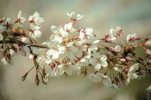 soleado fondo con primavera Cereza blanco flores en borroso flor antecedentes con Copiar espacio foto