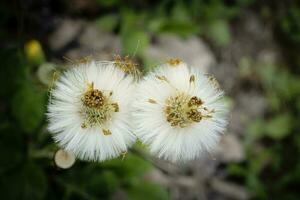 Two fluffy seed balls of a coltsfoot plant tussilago farfara with dry petals on blurred forest floor background photo