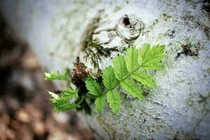 joven serbal hojas creciente en caído árbol maletero con blanco ladrar demostración cómo fuerte arboles son en el bosque foto