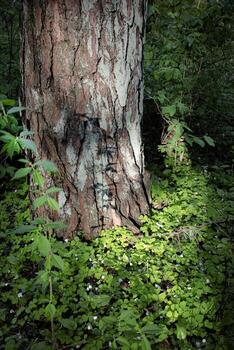 Sunlight and shadow of a wild grapes on base of oak tree trunk surrounded by grass in old forest background photo