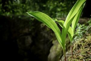Young leaves of lilies of the valley growing in dry sand in sunlight in forest photo