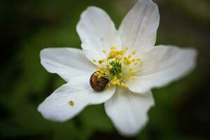 Wood Anemone white flower with sleeping small snail in the center of it photo