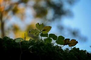 Green wild strawberry leaves against blue evening sky in sunset and trees on the background photo