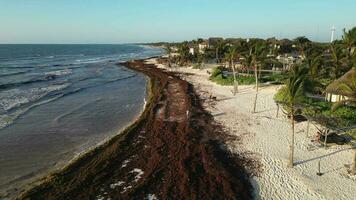 mexicano de praia resorts combatendo sargaço Gulfweed em a praias video