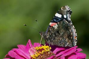 butterfly sitting on purple marigold flower in garden photo