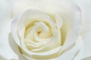 close up of white rose flower photo