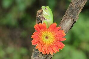 Macro Stage of Frog and Orange Flower photo