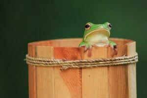 Green Frog inside of wooden bucket photo