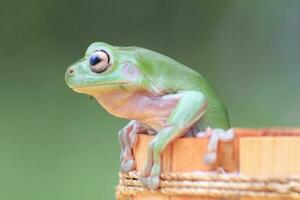Green Frog inside of wooden bucket photo
