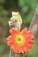 Macro Stage of Frog and Orange Flower photo